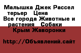 Малышка Джек Рассел терьер › Цена ­ 40 000 - Все города Животные и растения » Собаки   . Крым,Жаворонки